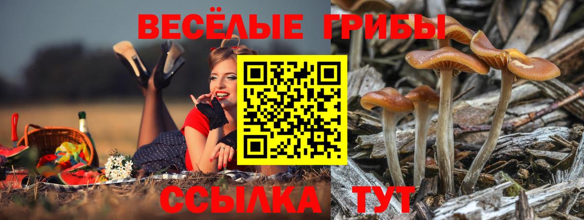 Псилоцибиновые грибы Psilocybe Железногорск